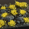 Gamers Grass: Yellow Flowers