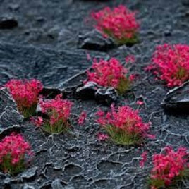 Gamers Grass: Pink Flowers